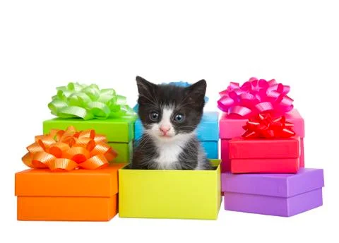 Tiny tuxedo kitten sitting in a box in piles of small colorful bright presents 스톡 사진