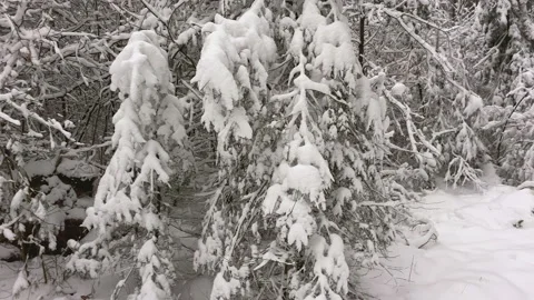 Tiny twigs and pine branches covered with snow in winter wonderland Stock Footage 217732641