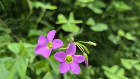 Tiny Twin Flowers 4K Stock Footage 290305156