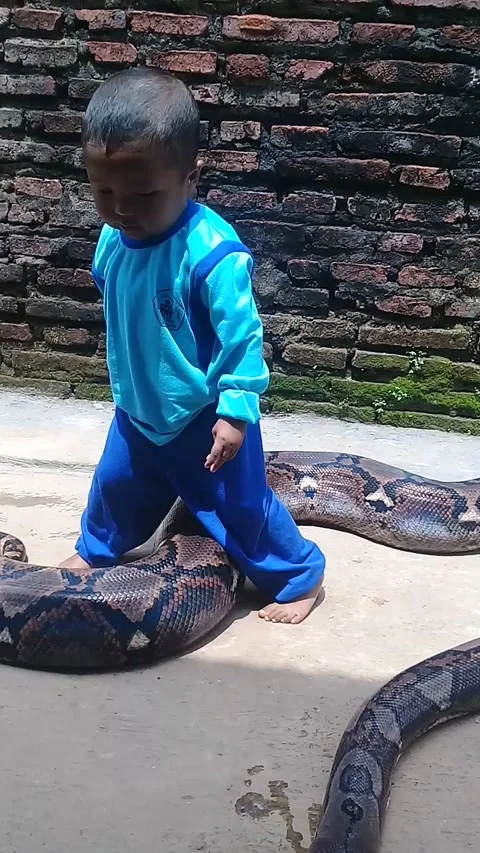 Tiny Tyke Plays with Python Pal, Singosari, the Malang Regency, East Java, Indon 库存影片 205211676
