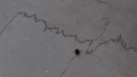 Tiny varied carpet beetle (Anthrenus verbasci) moving across a marble-textured Video stock 332618211