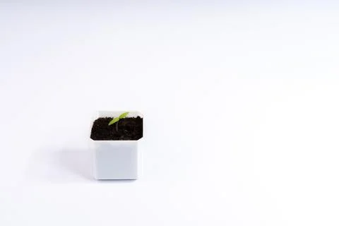 Tiny vibrant green seedling with two cotyledon leaves emerging from rich da.. Stock Photos