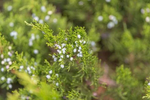 Tiny vibrant juniper berries emerge among a backdrop of lush green foliage il Stock Photos
