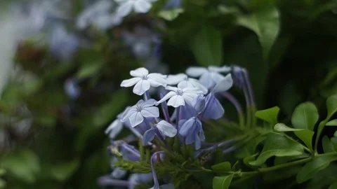 Tiny violet flower in blurred green background Stock Footage 99322789