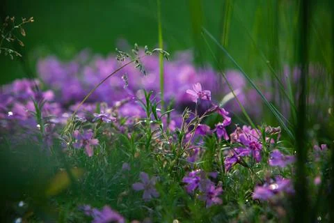 Tiny violet flowers in the moss and grass with a dew drops Foto stock