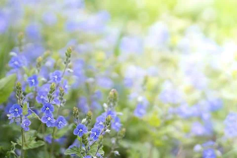 Tiny violet wild flowers background Fotos de archivo