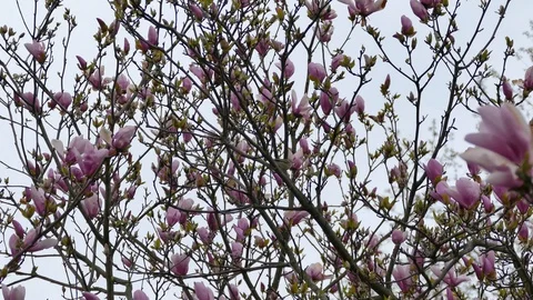 Tiny vireo type bird calls home a beautiful tree with bright purple flowers Vídeos de archivo 100451525