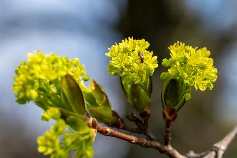 Tiny visitor on blooming tree branch Stock Photos