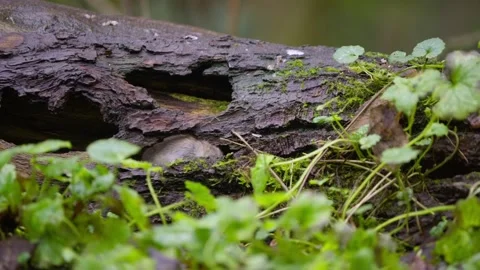 Tiny vole emerges from behind roots and freezes on mossy floor under soft Stock Footage 321503083