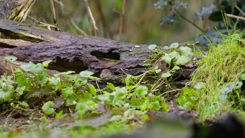 Tiny vole navigates leafy forest floor, slowly sniffing debris and peeking Stock Footage 321503059