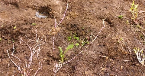 Tiny vole popping head out of burrow in garden Stock Footage 331984480