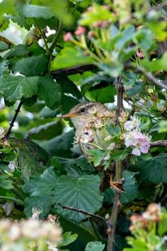 Tiny warm brown Eurasian Wren with upturned tail. Eats insects and spiders. P Stock Photos
