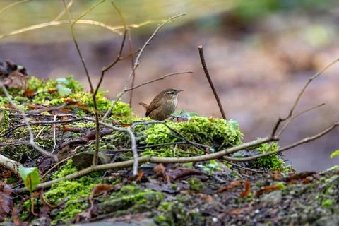 Tiny warm brown Eurasian Wren with upturned tail. Eats insects and spiders. P Stock Photos