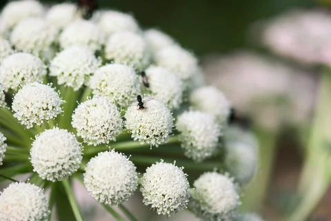 Tiny Wasp On Ammi Flower Foto stock