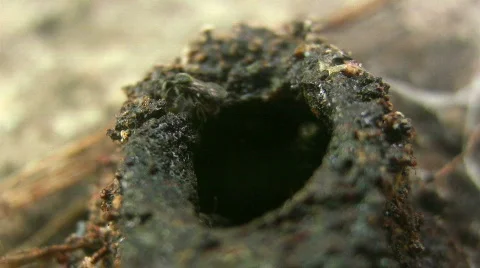 Tiny wasps hornets bees enter and exit hive nest entrance 스톡 동영상 772957