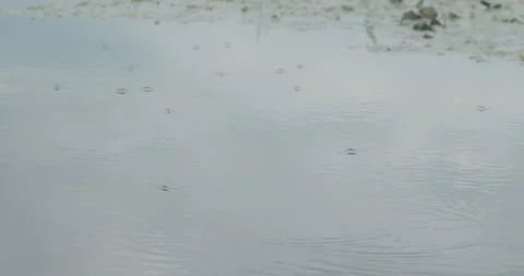 Tiny water bugs on shallow river water 4K slomo video 動画素材 295333974