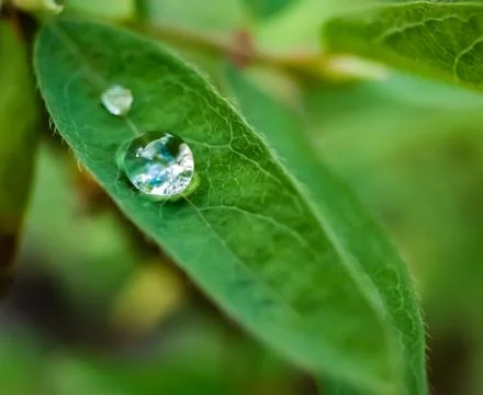 Tiny water drop after rain lingering on green leaf Foto stock
