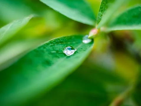 Tiny water drop after rain lingering on green leaf Foto stock