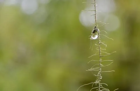 Tiny water droplet on the string of mosses Stock Photos