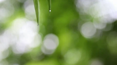 Tiny water droplets cling to green leaves in lush natural environment, with soft Stock Footage 344099912