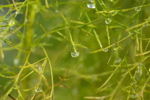Tiny water droplets cling to slender green plant stems Stock Photos