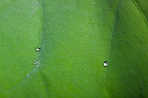 Tiny water droplets on Lotus leaf background Foto stock