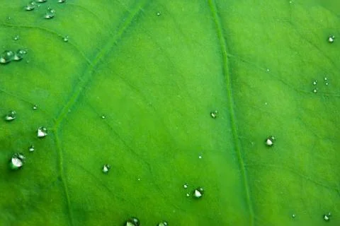 Tiny water droplets on Lotus leaf background Stock Photos