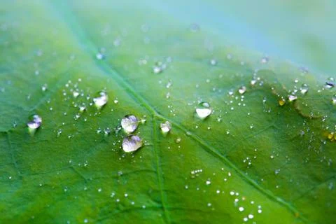 Tiny water droplets on Lotus leaf background Stock Photos