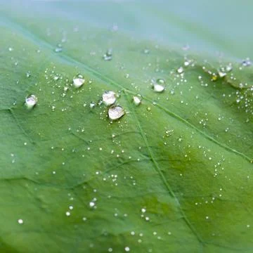 Tiny water droplets on Lotus leaf background Stock Photos