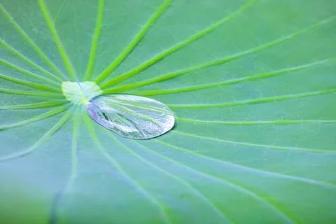 Tiny water droplets on Lotus leaf background Stock Photos