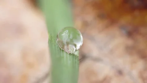Tiny water droplets on small leaf macro slow motion Stock Footage 84914389