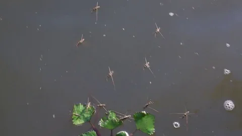 Tiny water insects 動画素材 76854155
