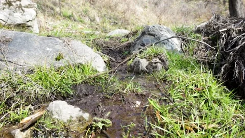 Tiny water spring flowing between rocks and grasses. Shot during the day Stock Footage 236992324
