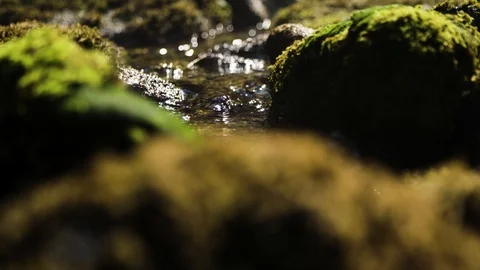 Tiny water stream with moss on rocks Stock Footage 92419042