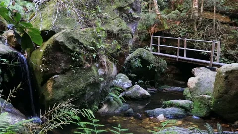 Tiny waterfall and timber foot bridge in Grand Canyon in Blue Mountains. Stock Footage 134608884
