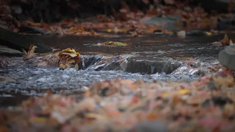 Tiny Waterfall Cascade in Creek Surrounded by Autumn Leaves Stock Footage 345555676