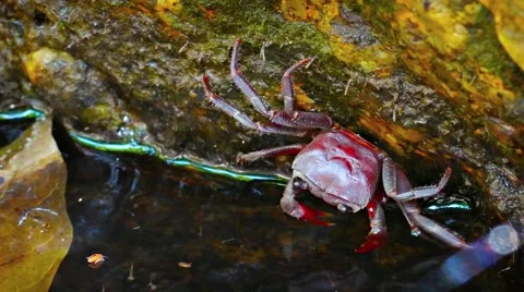 Tiny Waterfall Crab Clinging to a Mossy Rock. FullHD video Video stock 60579099