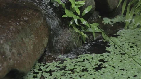 Tiny Waterfall with Running Water Into Pretty Pond with Leaves Covered Stock Footage 153841758