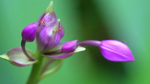 Tiny weaver ants are bees are flying Stock Footage 291853211