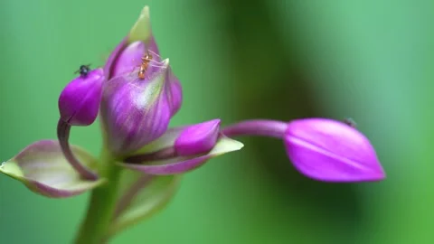 Tiny weaver ants are bees are flying Stock Footage 291854203