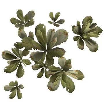 Tiny Weed isolated on white background Illustrazione stock