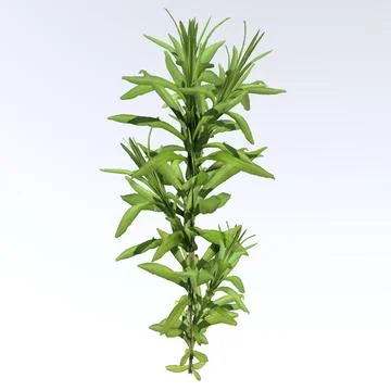 Tiny Weed isolated on white background Illustrazione stock