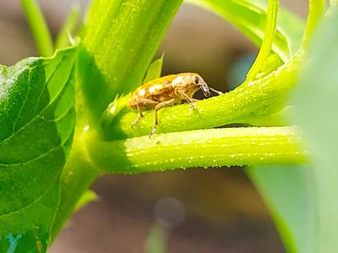 Tiny weevil crawling on leaf surface Foto stock