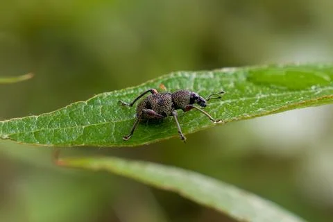 Tiny weevil perches delicately on a vibrant green leaf Stock Photos