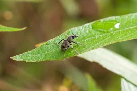 Tiny weevil perches on a vibrant green leaf Stock Photos