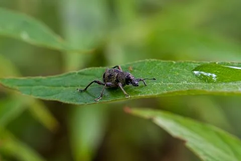 Tiny weevil rests on vibrant green leaf Stock Photos