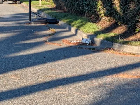 A tiny white and grey spotted rabbit hops near a suburban Stock Photos