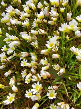 Tiny white and yellow spring flowers. Macro Stock Photos