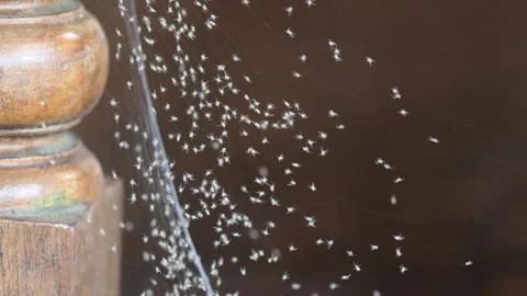 Tiny White Baby Spiders Crawling on a Web Video stock 278450791
