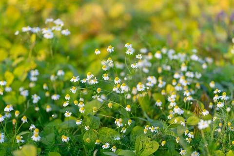 Tiny white blossoms across green groundcover, soft evening light, detailed le Stock Photos